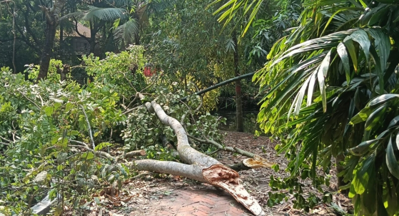 ঝড়ে লন্ডভন্ড মতলব উপজেলা, বিদ্যুৎবিহীন ৩ লাখ মানুষ