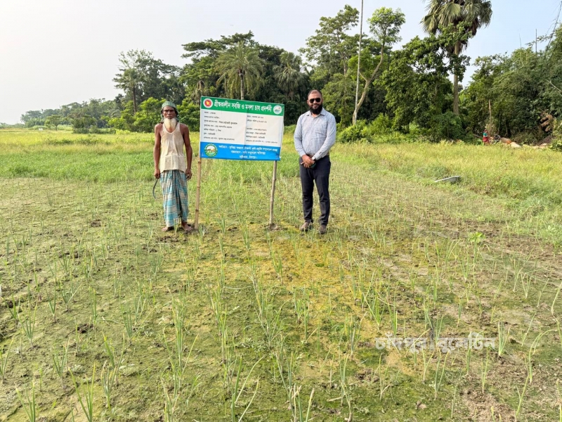 হাইমচরে প্রথমবারের মতো গ্রীষ্মকালীন পেঁয়াজের আবাদ