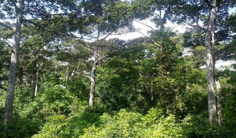 সাভারে ১৭ একর বনভূমির জমিতে রিসোর্ট, বৈধতা নিয়ে প্রশ্ন