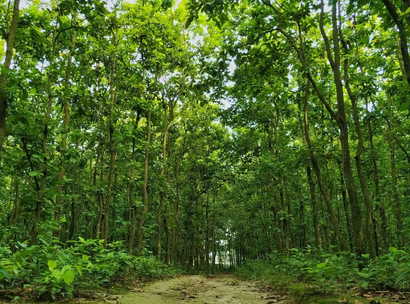 সাভারে বনভূমির জমিতে রিসোর্ট, অনুমোদন ও মালিকানা নিয়ে প্রশ্ন