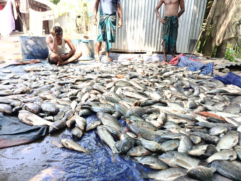 কচুয়ায় পুকুরে বিষ দিয়ে মাছ নিধনের অভিযোগ